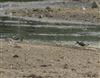 Dunlin