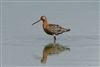 Black-tailed Godwit