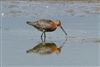 Black-tailed Godwit