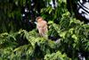 Sparrowhawk