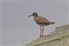 Redshank