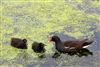 Moorhen