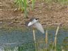 House Martin