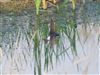 House Martin