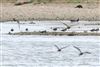 Black-tailed Godwit