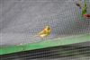Willow Warbler