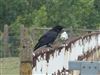 Raven