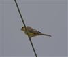 Yellowhammer