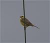 Yellowhammer