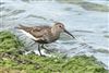 Dunlin