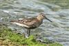 Dunlin