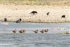 Black-tailed Godwit
