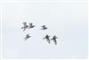 Black-tailed Godwit