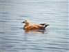 Photo of Ruddy Shelduck at Queen Mother Reservoir, Berkshire. Taken by Chris Heard on 1st July 2025.