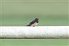 Swallow