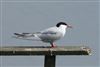 Common Tern
