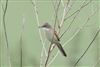 Whitethroat