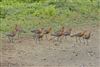 Black-tailed Godwit