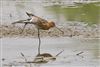 Black-tailed Godwit