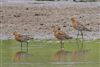 Black-tailed Godwit