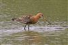 Black-tailed Godwit