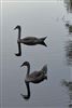 Mute Swan