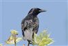 Starling
