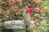 Green Woodpecker