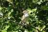 Whitethroat