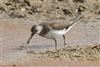 Green Sandpiper
