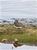 Green Sandpiper
