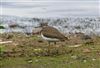 Green Sandpiper