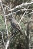 Stonechat