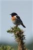 Stonechat