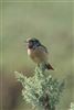 Stonechat