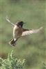 Stonechat