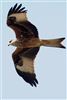 Red Kite