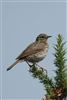 Meadow Pipit