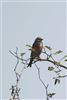 Linnet