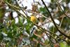 Willow Warbler