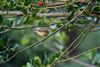 Willow Warbler