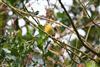 Willow Warbler