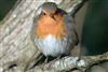 Photo of Robin at Holybrook Linear Park, Berkshire. Taken by John Absolom on 10th January 2026.