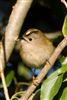 Photo of Goldcrest at Holybrook Linear Park, Berkshire. Taken by John Absolom on 10th January 2026.