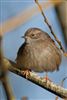 Photo of Dunnock at Holybrook Linear Park, Berkshire. Taken by John Absolom on 10th January 2026.