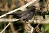 Photo of Blackbird at Holybrook Linear Park, Berkshire. Taken by John Absolom on 10th January 2026.