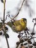 Photo of Siskin at Saltney Mead, Berkshire. Taken by Mike Smith on 14th January 2026.