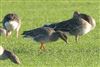 Photo of Tundra Bean Goose at Langley, Berkshire. Taken by Andy Tomczynski on 4th January 2026.