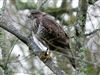 Photo of Buzzard at Maiden Erlegh Lake, Berkshire. Taken by Linda Garner-Langham on 16th January 2026.