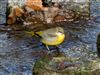 Photo of Grey Wagtail at Maiden Erlegh Lake, Berkshire. Taken by Linda Garner-Langham on 20th January 2026.